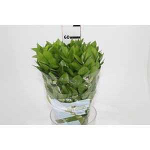 FOLHAGEM RUSCUS 060 CM