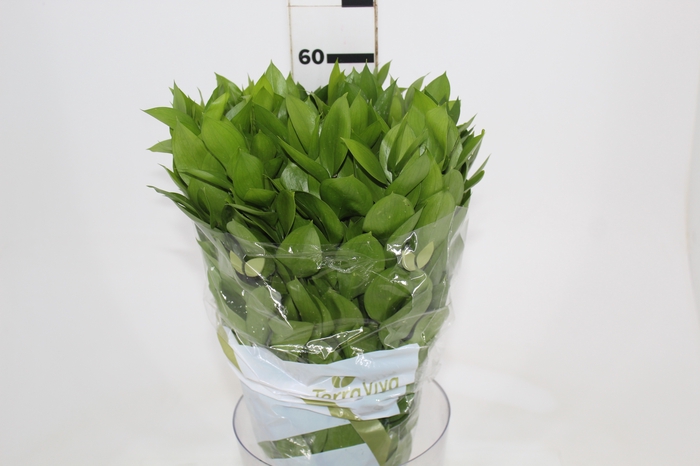 <h4>FOLHAGEM RUSCUS 060 CM</h4>