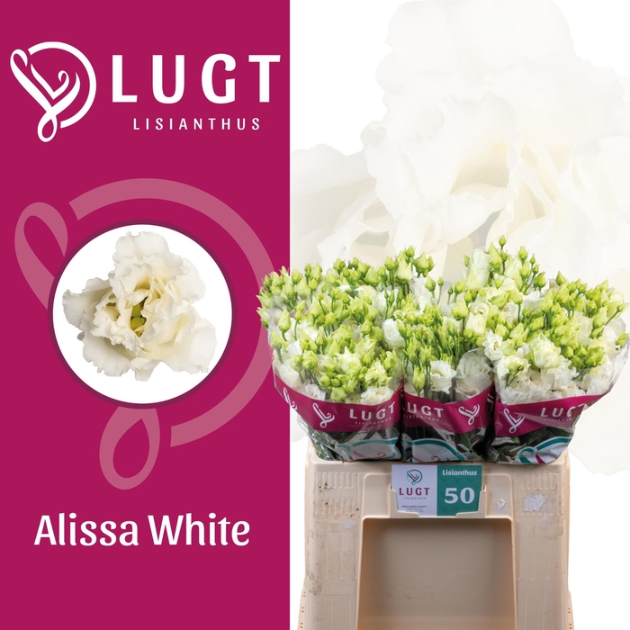<h4>EUS G ALISSA WHITE</h4>