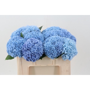 Hydr M Mag Pi Floy Blue