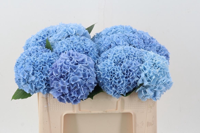 <h4>Hydr M Mag Pi Floy Blue</h4>