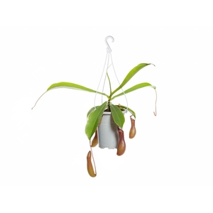 CARNIVORA NEPENTHES REBECCA P13