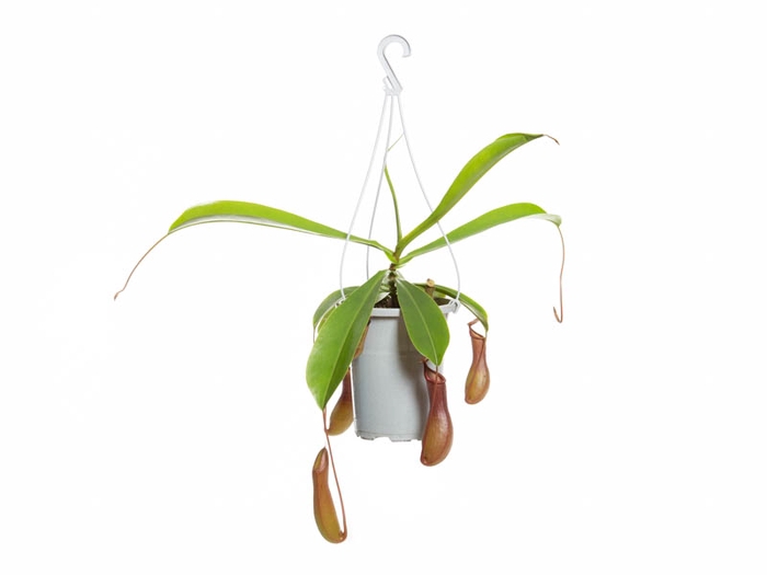 <h4>CARNIVORA NEPENTHES REBECCA P13</h4>