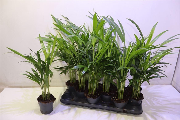 <h4>Dypsis Lutescens</h4>