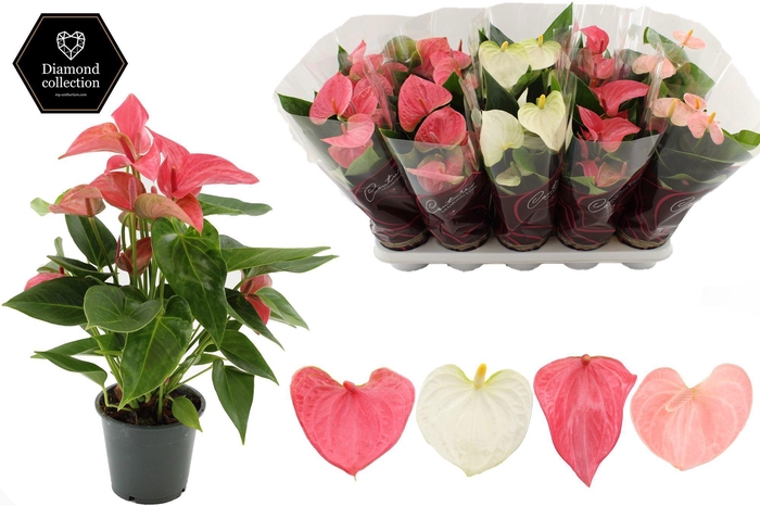 <h4>Anthurium 12 cm Pastel mix in Couture Diamond Line Purple sleeve</h4>