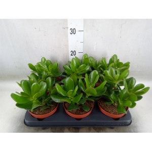 Crassula  'Magical Tree'