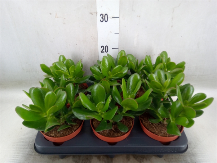 <h4>Crassula  'Magical Tree'</h4>