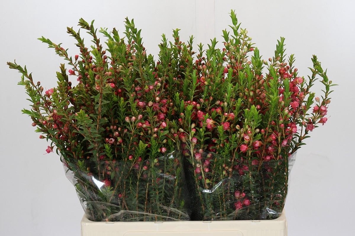 <h4>Chamecordia Rey</h4>