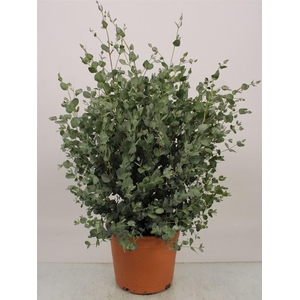 EUCAL GUNNII