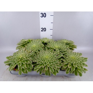 Aeonium tabuliforme