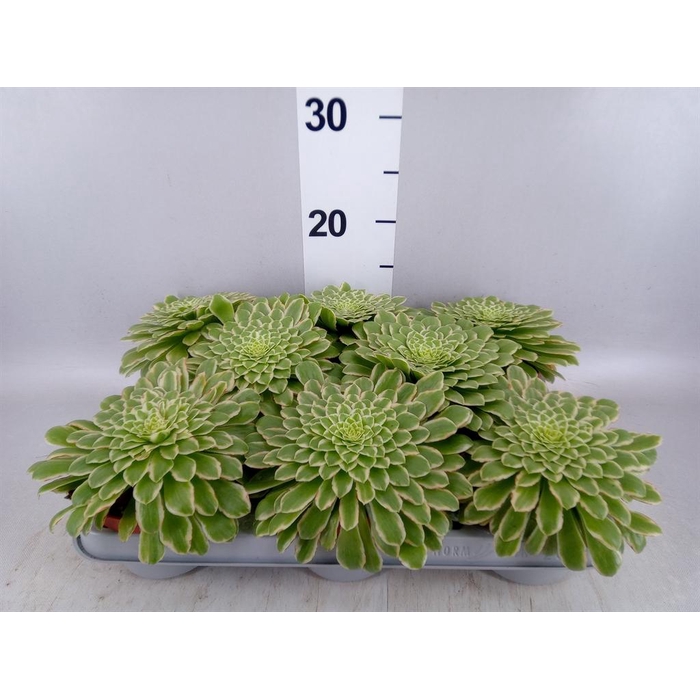 <h4>Aeonium tabuliforme</h4>