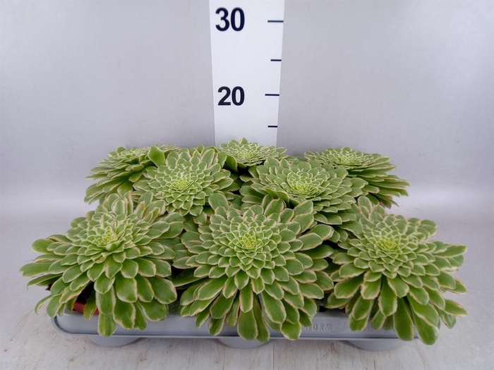 <h4>Aeonium tabuliforme</h4>
