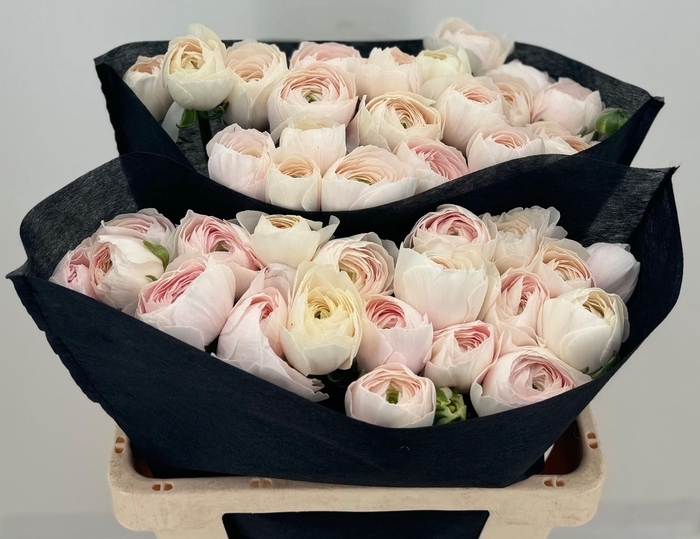 <h4>Ran Clooney Hanoy</h4>