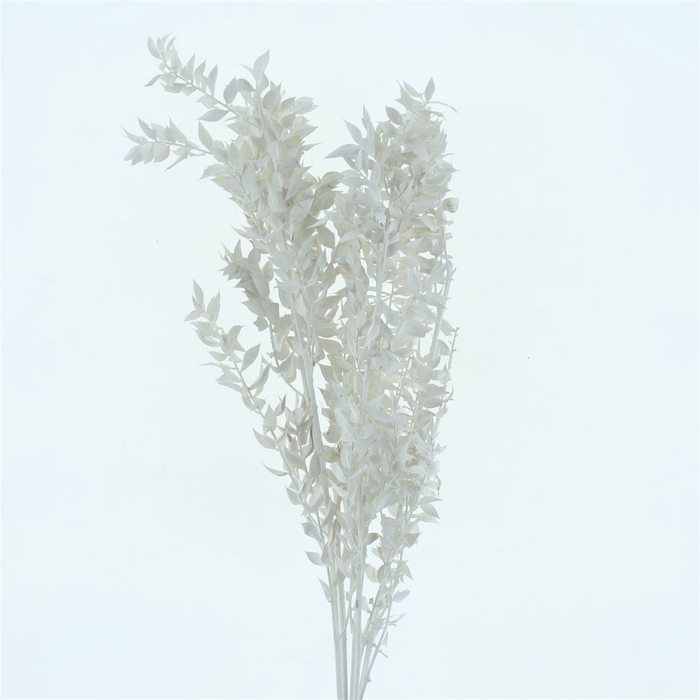 <h4>Pres Ruscus Bleached Pastel White-creme Per Stem</h4>