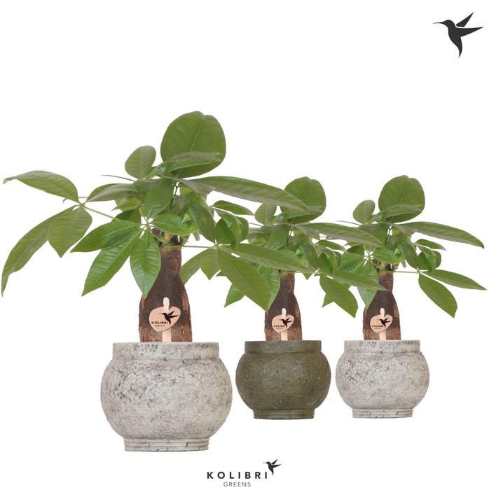 <h4>Kolibri Greens Pachira in Ancient pot green mix</h4>