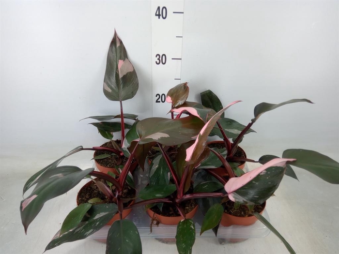 <h4>Philodendron   ...</h4>