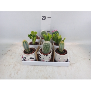 Cactus   ...mix