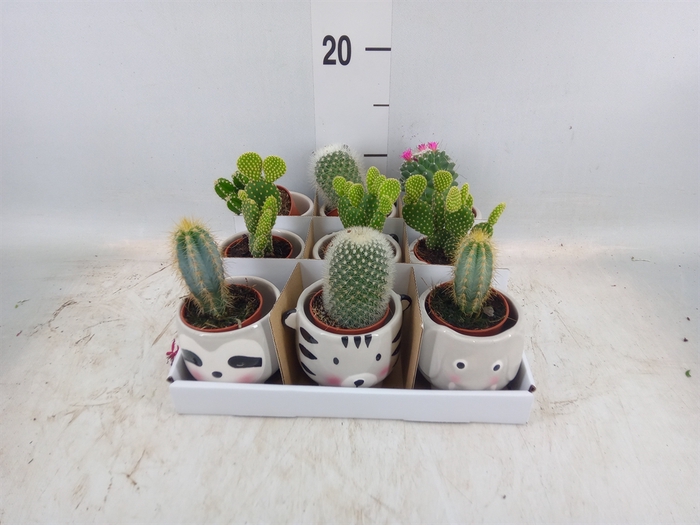 <h4>Cactus   ...mix</h4>