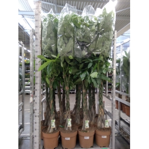 Pachira aquatica