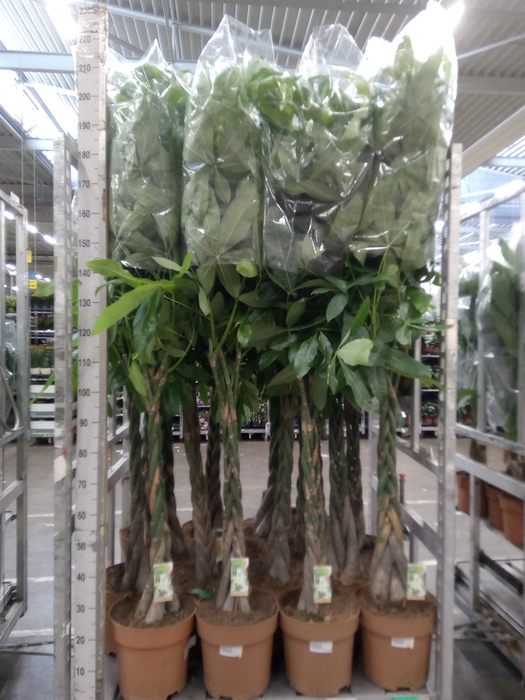 <h4>Pachira aquatica</h4>
