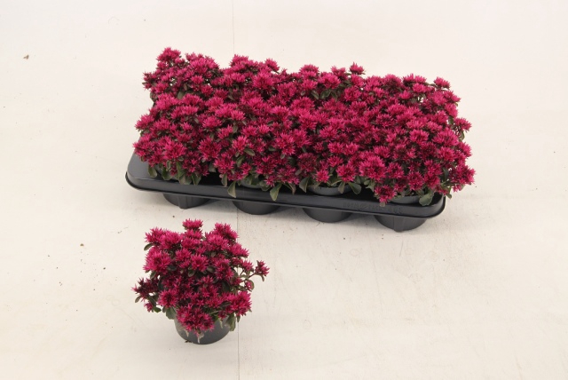 <h4>SEDUM SPU SPOT D ROS</h4>