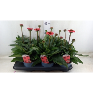 Echinacea  'Sombrero Salsa Red'