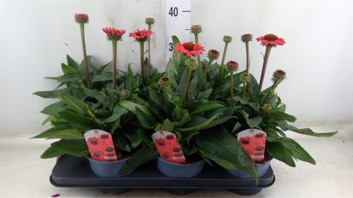 <h4>Echinacea  'Sombrero Salsa Red'</h4>