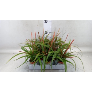 Tillandsia flabellata