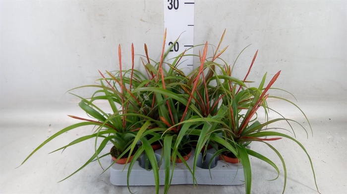 <h4>Tillandsia flabellata</h4>