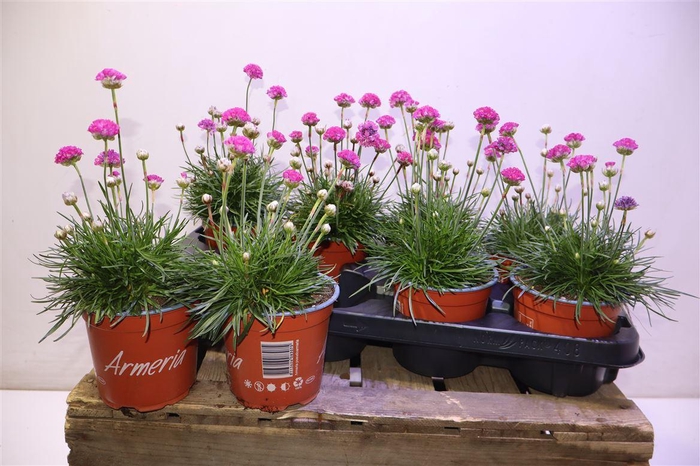 <h4>Arme Mar Rosea</h4>