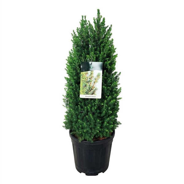 Picea gl. 'Perfecta'