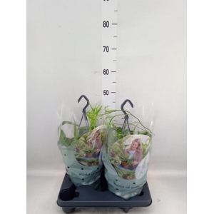 Chlorophytum com. 'Green Bonnie'