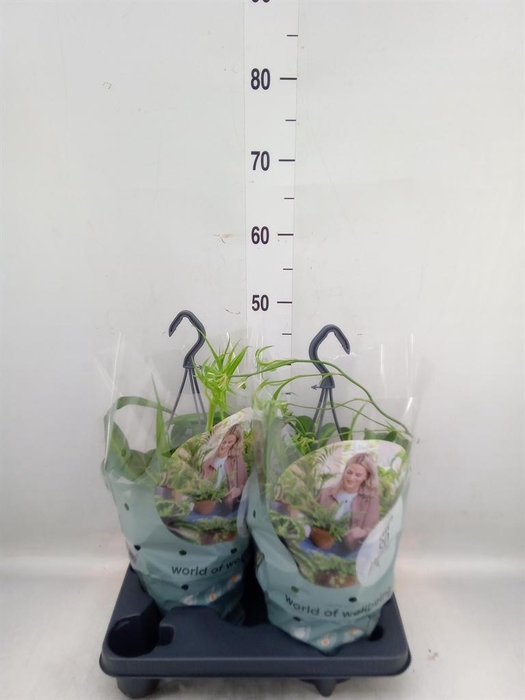 <h4>Chlorophytum com. 'Green Bonnie'</h4>