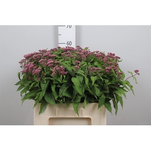 Eupat Purpureum