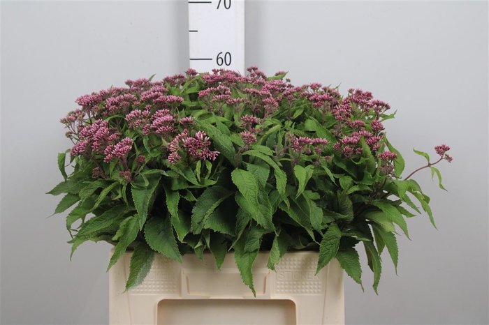 <h4>Eupat Purpureum</h4>
