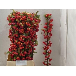 MALUS RED SENTINEL