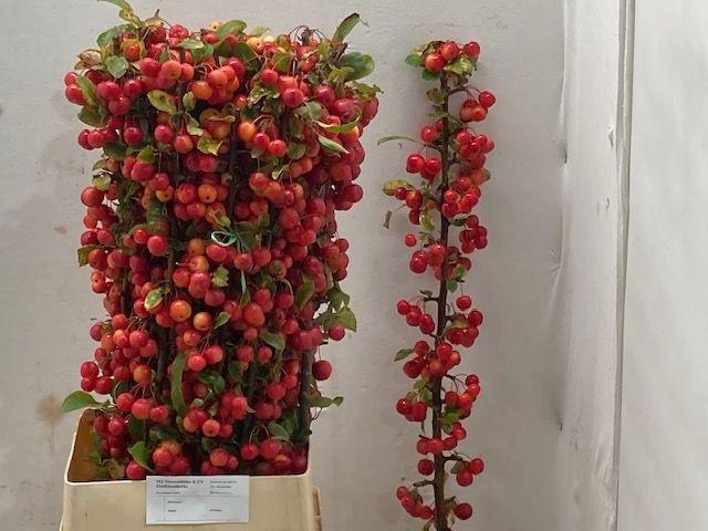 <h4>MALUS RED SENTINEL</h4>
