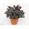 Begonia rex Silver Limbo