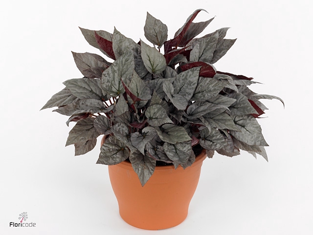 Begonia rex Silver Limbo