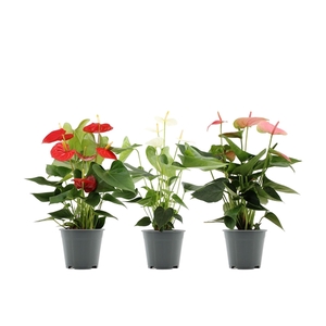 Anthurium 3 color mix in transparant sleeve