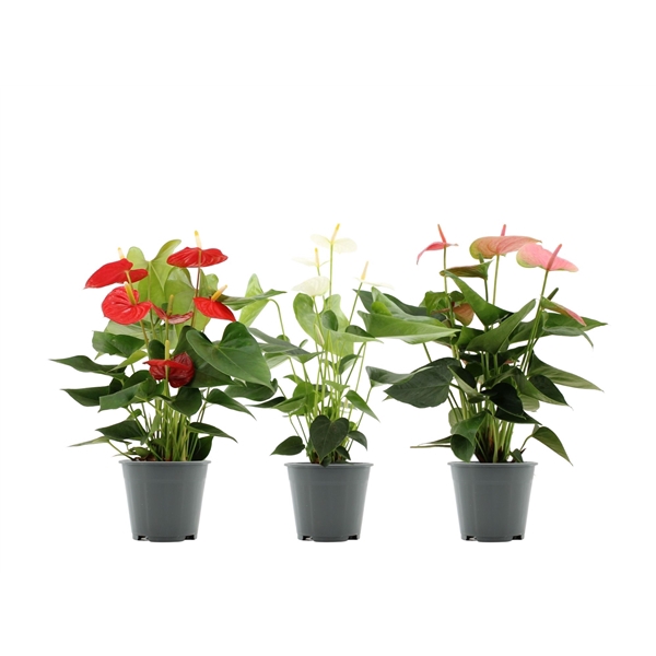 <h4>Anthurium 3 color mix in transparant sleeve</h4>