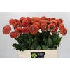 Dahlia Cornel Bronze