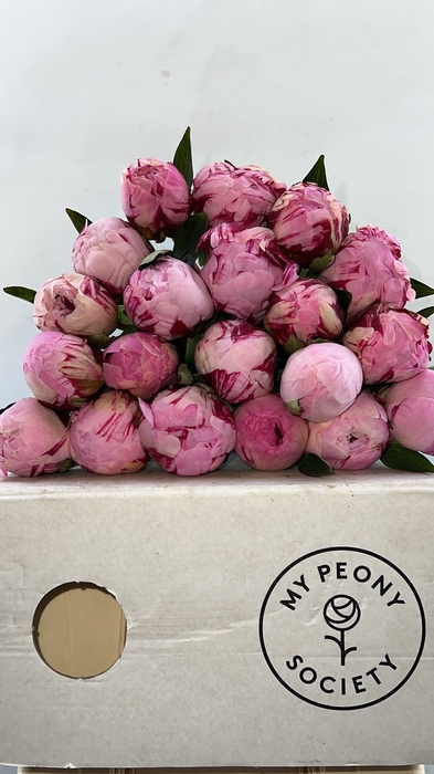 <h4>Paeonia Sarah Bernhardt</h4>