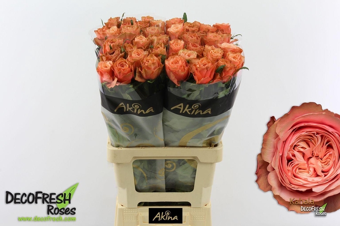 <h4>R Gr Kahala</h4>