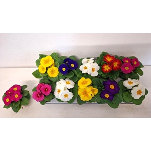 PRIM ACAULIS GEMENGD