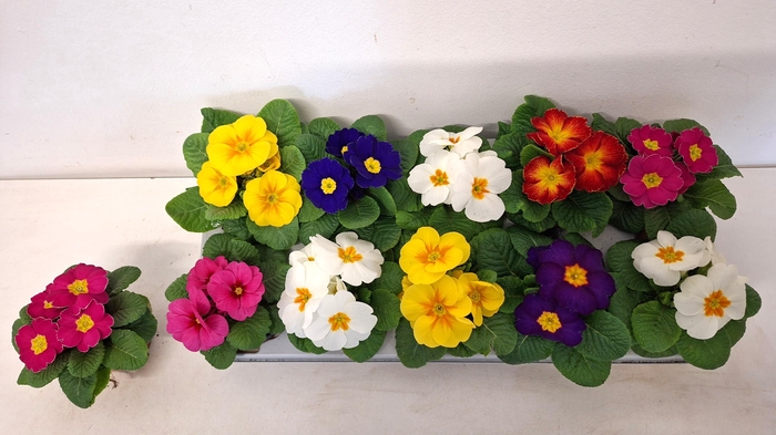 <h4>PRIM ACAULIS GEMENGD</h4>