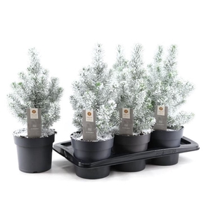 PINUS SILVER CREST