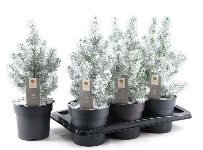 <h4>PINUS SILVER CREST</h4>