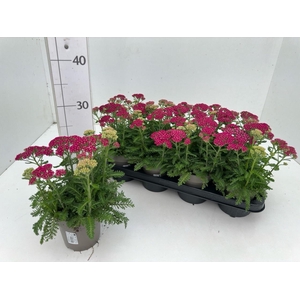 ACHI MI D EVE D ROSE