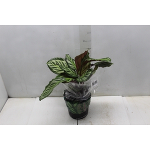 CALATHEA CORA P17